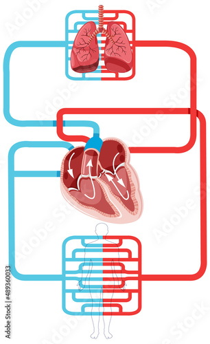Diagram showing blood flow of the human heart