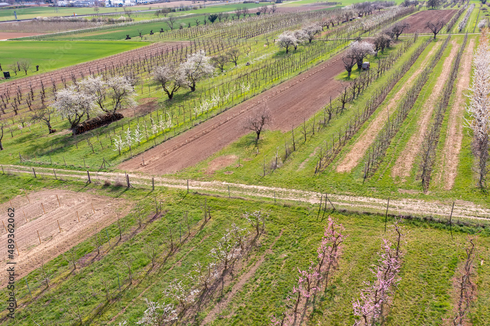 Bird's-eye view of orchards with cherry trees near Wiesbaden/Germany in spring