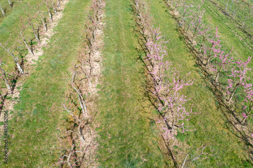 Top view of blooming young cherry trees near Wiesbaden/Germany in spring