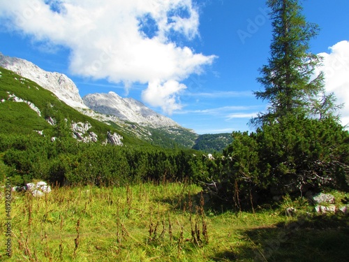 Scenic view of beautiful alpine landscepe wih meadows and creeping pine and rocky mountain peak of Rjavina in Triglav national park, Slovenia in the background photo
