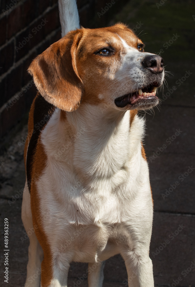 foxhound foxhound