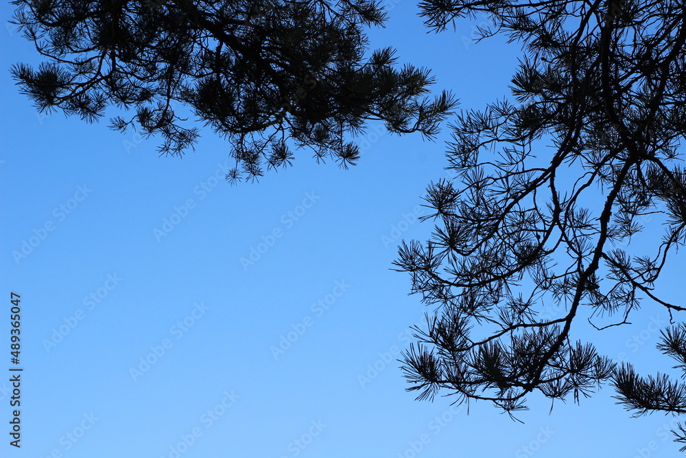 Pine trees branches against blue sky Pine trees branches against blue sky