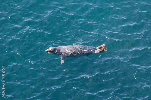 Grey seal in the sea off Skomer Island.