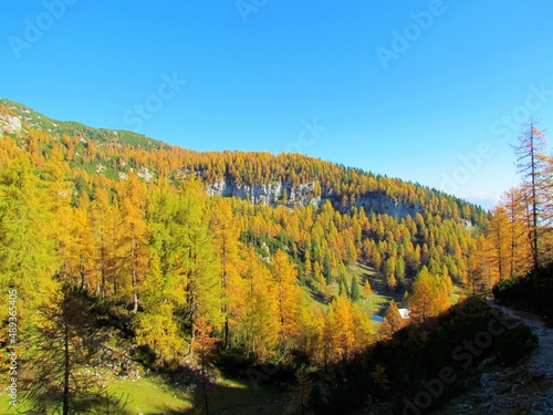 Beautiful landscape above Lipanca and Pokljuka in Julian alps and Triglav national park in Gorenjska region of Slovenia with yellow gold larch (Larix decidua) forest in autumn bathing in the sun photo