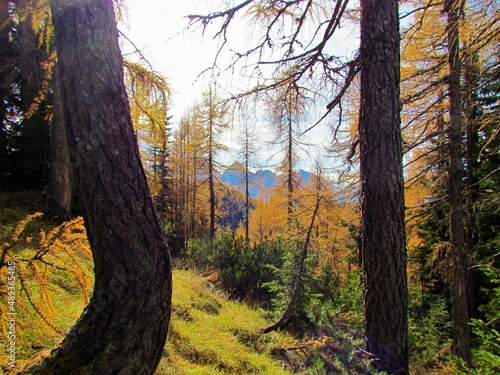 Beautiful orange and golden larch (Larix decidua) forest covering the slopes in mountains in Slovenia