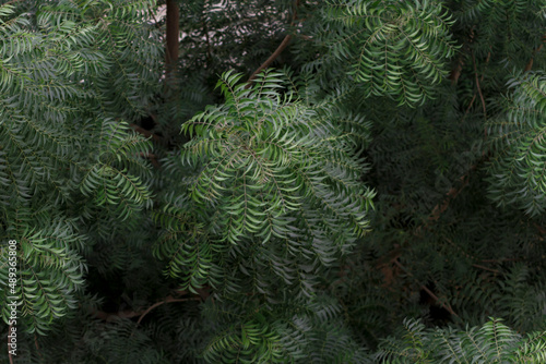 leaves of an exotic tree