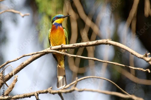 Ein Blaubrutspint (Merops variegatus) auf einem Zweig. photo