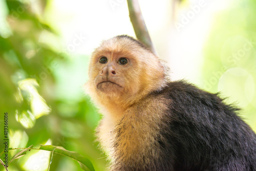 Canvas Print White-faced capuchin, Cebus capucinus, portrait in the jung
