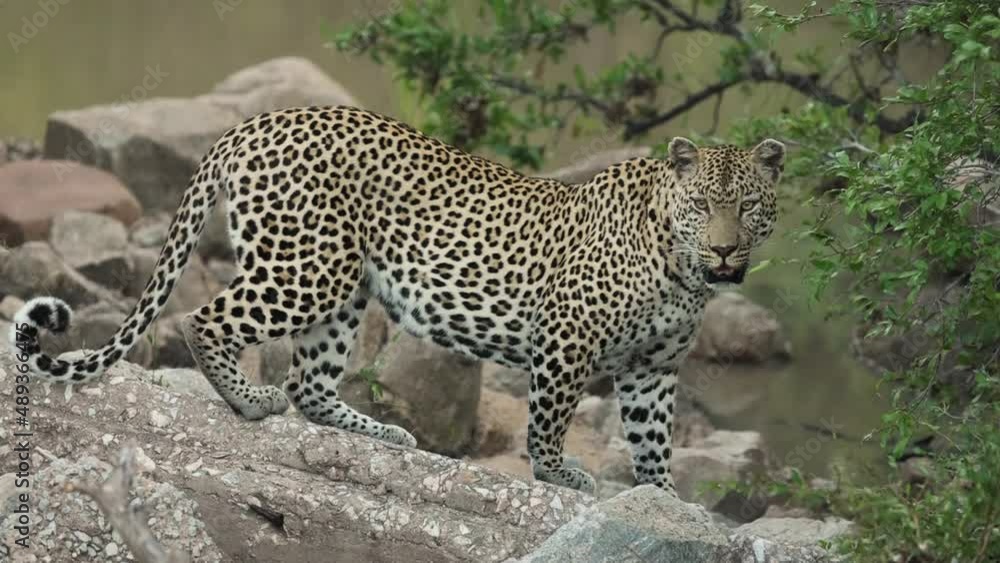 Close full body shot of a leopard standing on the rocks, Greater Kruger. Close full body shot of a leopard standing on the rocks, Greater Kruger.