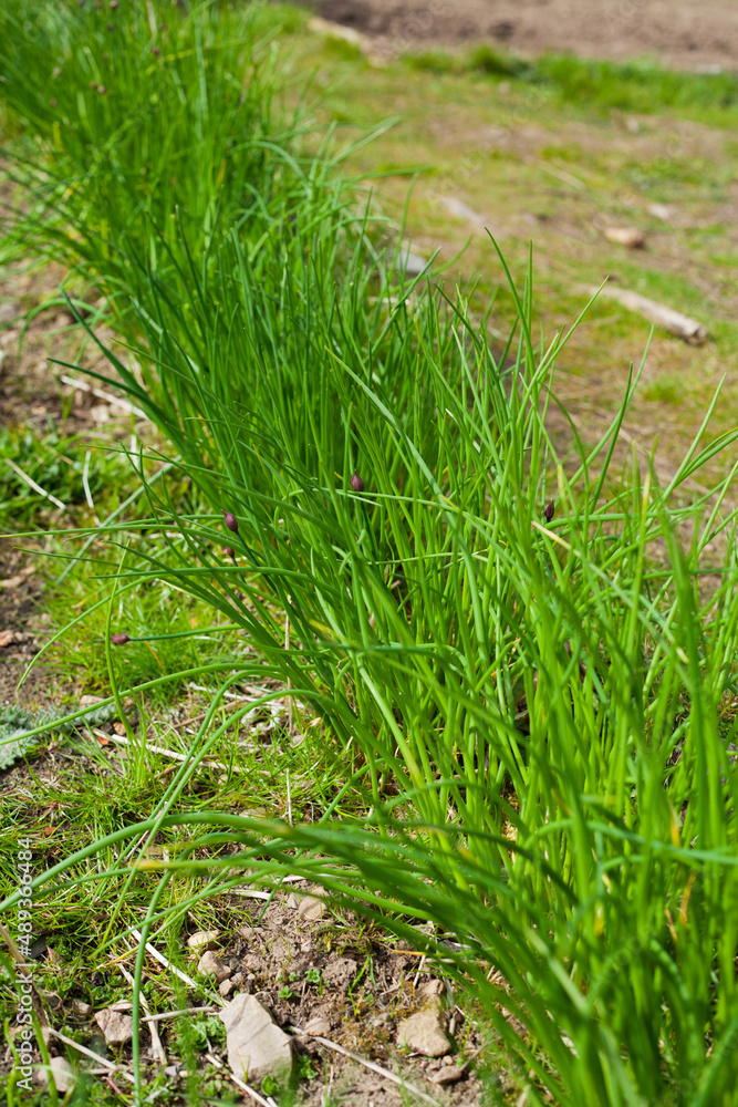 Chives in the garden Chives in the garden