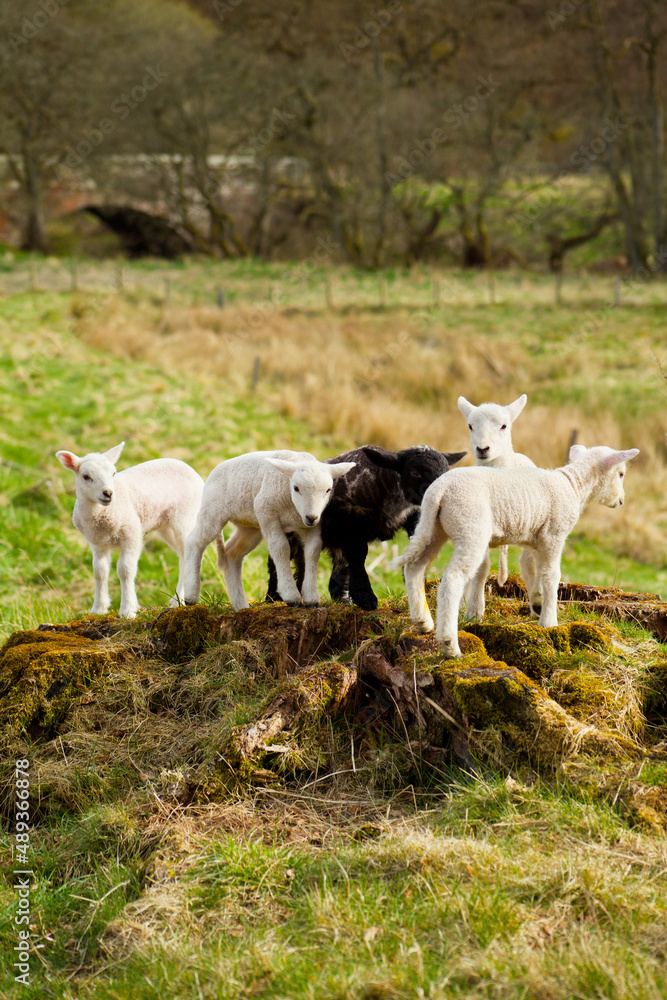 Naklejka premium Black and white lambs