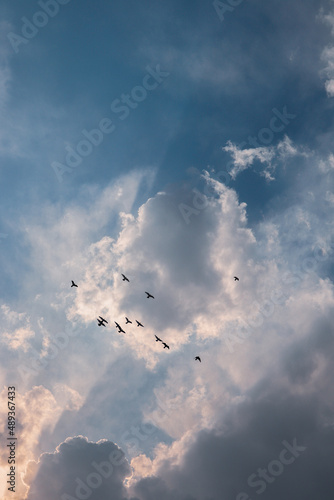 birds flying on blue sky photo