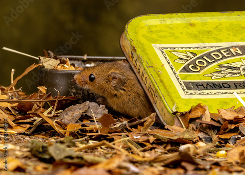 Closeup of a harvest mouse on dried plants photo