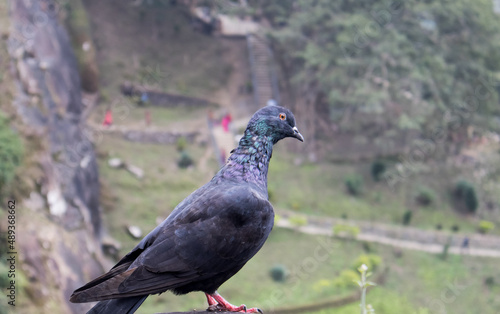 One Pigeon in the rocks of unakoti, tripura photo