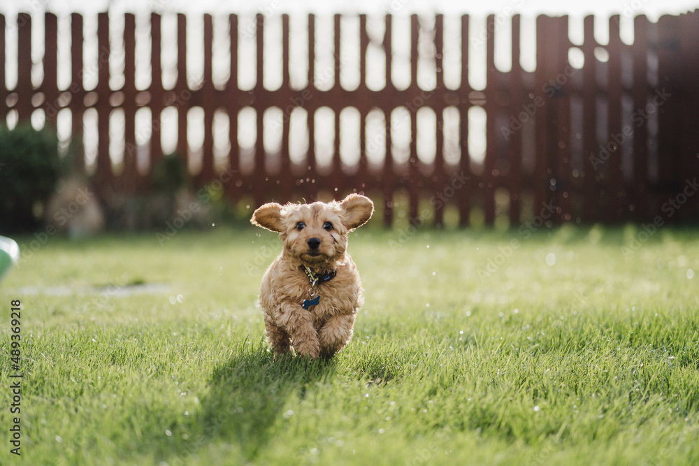 dog in the garden playing dog, happy cockapoo puppy dog in the garden playing dog, happy cockapoo puppy