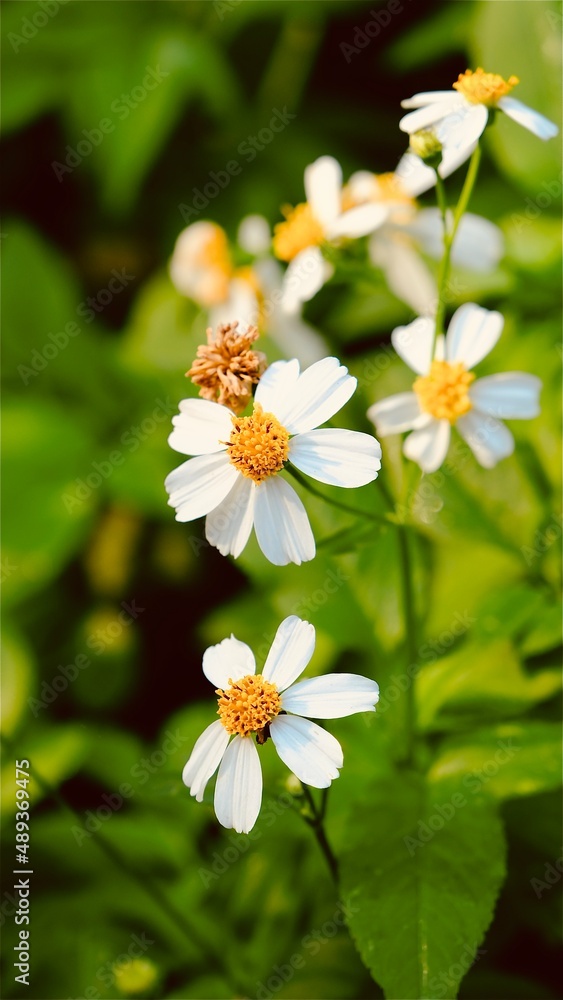 Bidens alba, which belongs to the family Asteraceae, is most commonly known as shepherd's needles, beggarticks, Spanish needles or butterfly needles. Selective focused.