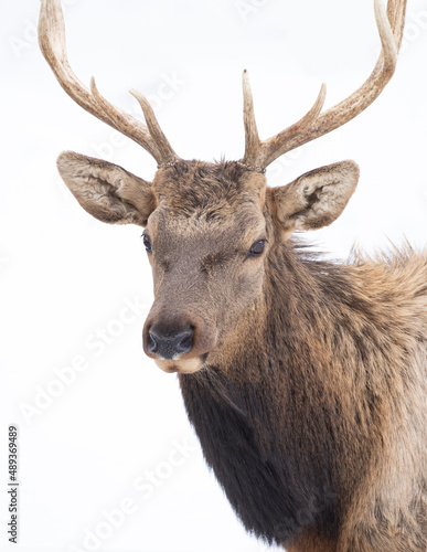 Red deer stag with large antlers isolated on white background walking through the winter snow in Canada