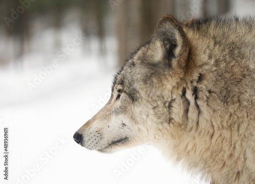 Timber Wolf or grey wolf Canis lupus portrait closeup in winter snow in Canada