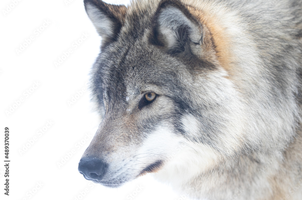 Timber Wolf or grey wolf Canis lupus isolated on white background portrait closeup in winter snow in Canada