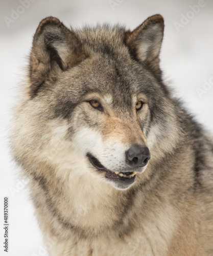 Timber Wolf or grey wolf Canis lupus portrait closeup in winter snow in Canada