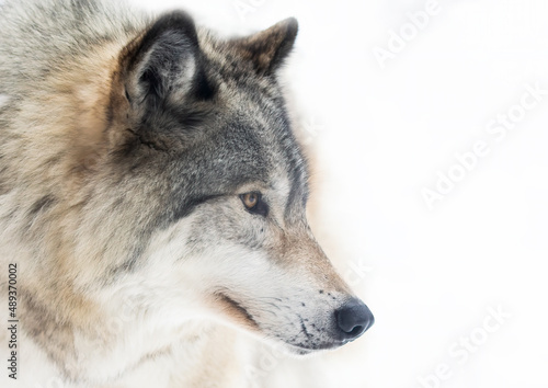 Timber Wolf or grey wolf Canis lupus isolated on white background portrait closeup in winter snow in Canada