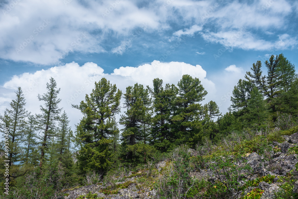 Atmospheric mountain forest landscape with coniferous trees in sunlight on stony hill under blue cloudy sky in changeable weather. Dramatic mountain scenery with coniferous forest under big cloud.