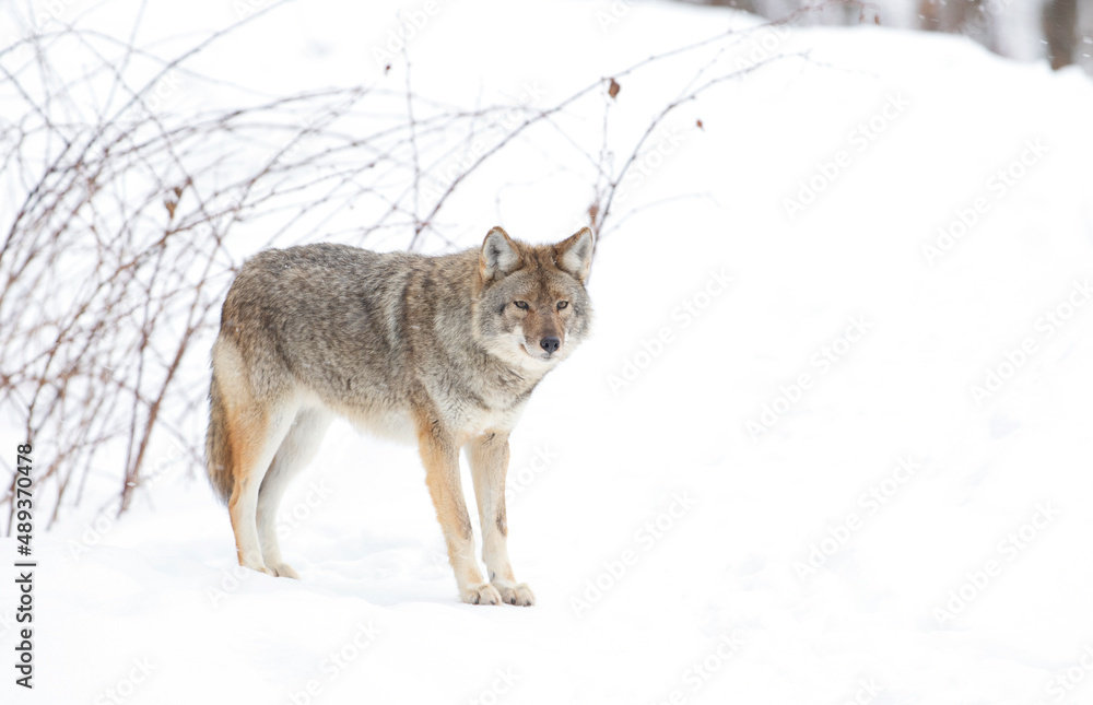A lone coyote Canis latrans walking and hunting in the winter snow in Canada