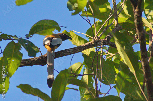 racket tailed treepie birds photo