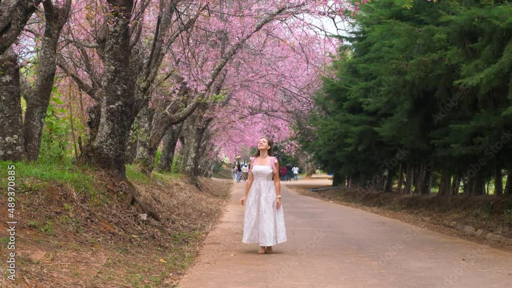 Back view of woman in white dress enjoy sakura blooming in garden. Female traveler on spring cherry tree blossom season in Thailand Back view of woman in white dress enjoy sakura blooming in garden. Female traveler on spring cherry tree blossom season in Thailand