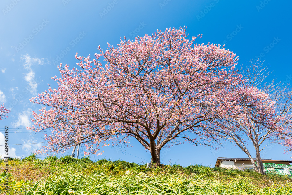 早咲きの南伊豆町の河津桜　2月