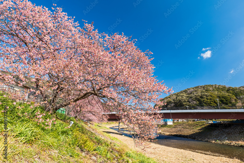 早咲きの南伊豆町の河津桜 2月 早咲きの南伊豆町の河津桜 2月