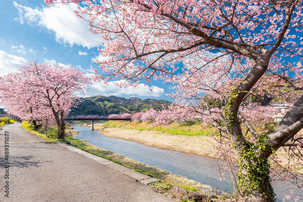 Obraz premium 早咲きの南伊豆町の河津桜 2月