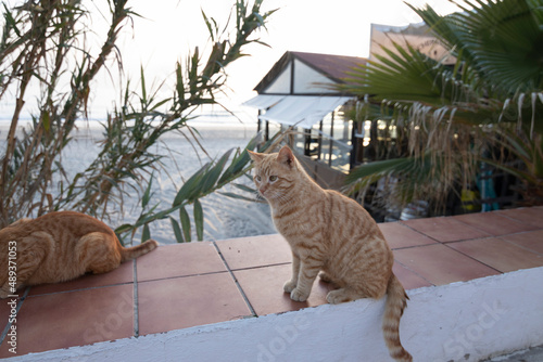 Canvas Print Two stray cats eating on top of a wall