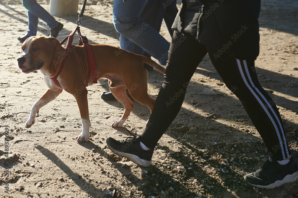 dog on a leash on a walk on the Baltic beach