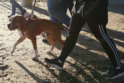 Obraz na płótnie dog on a leash on a walk on the Baltic beach w salonie