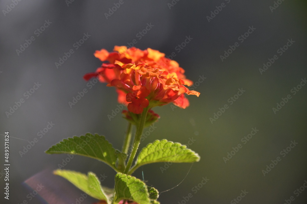 orange flower in the garden orange flower in the garden