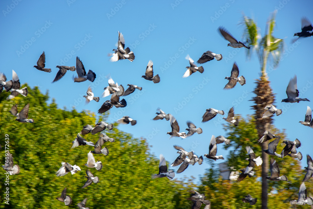 Flock of pigeons flying in the street Flock of pigeons flying in the street