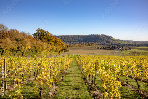 Autumnal golden coloured vineyard on a bright sunny morning  located in the Surrey Hills in Dorking