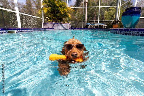 Miniature golden doodle swimming in salt water pool playing fetch wearing sunglasses