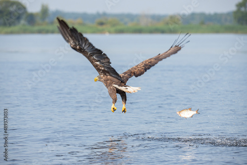 White Tail Eagle  Haliaeetus albicilla