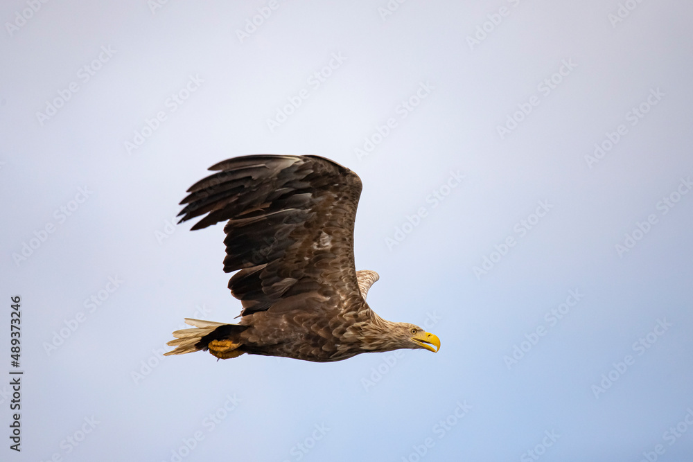 Fototapeta premium White Tail Eagle, Haliaeetus albicilla