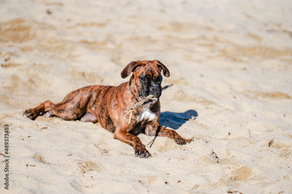 Obraz premium Boxer au repos