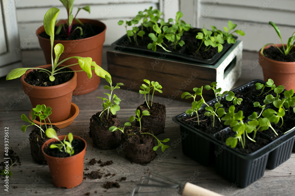 Young green seedlings in containers and pots. Growing vegetables sprouts from seeds at home. Home organic farming.