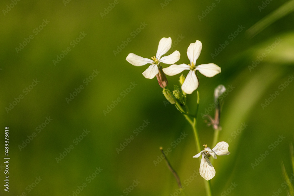Fototapeta premium flowers in the forest