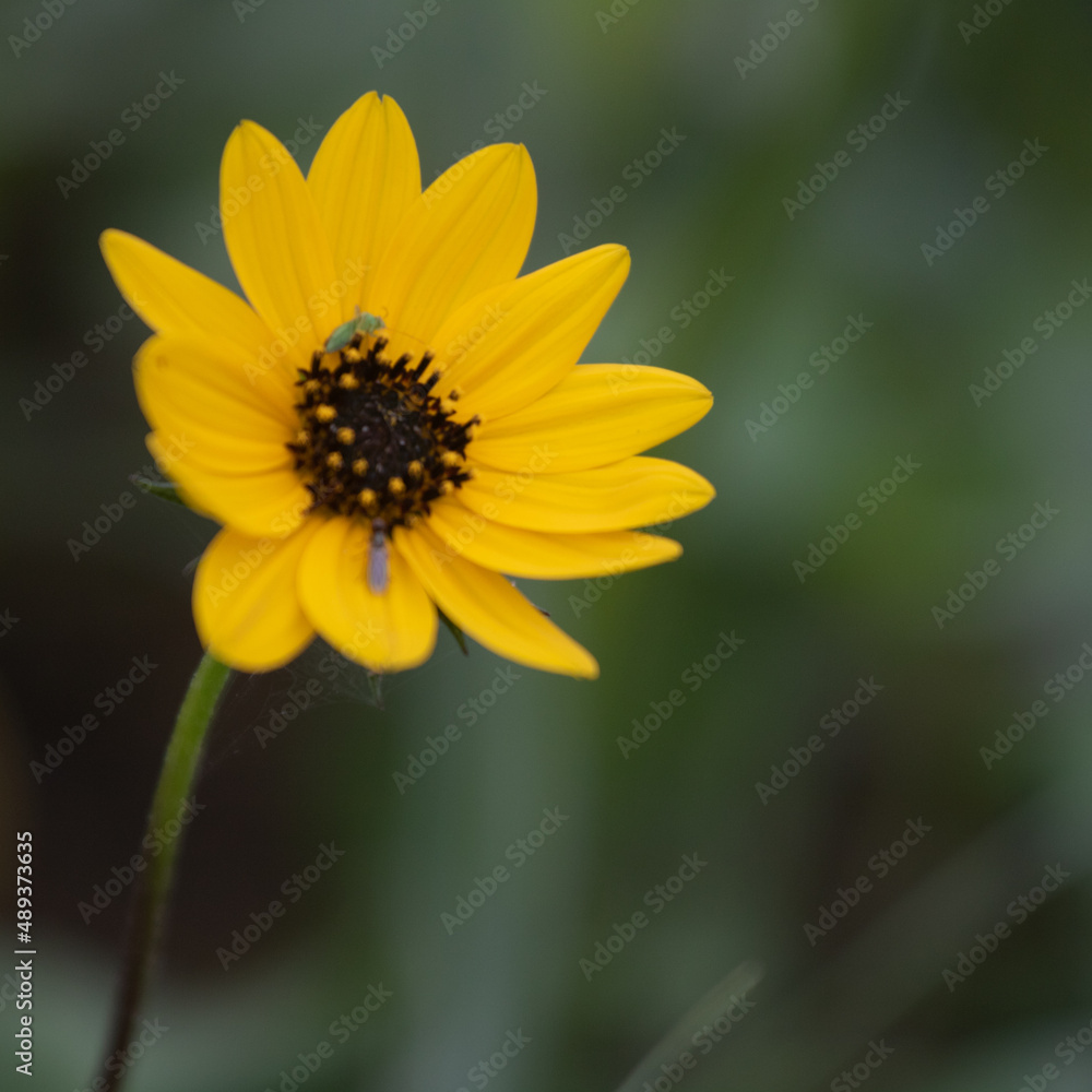 yellow flower in the garden yellow flower in the garden