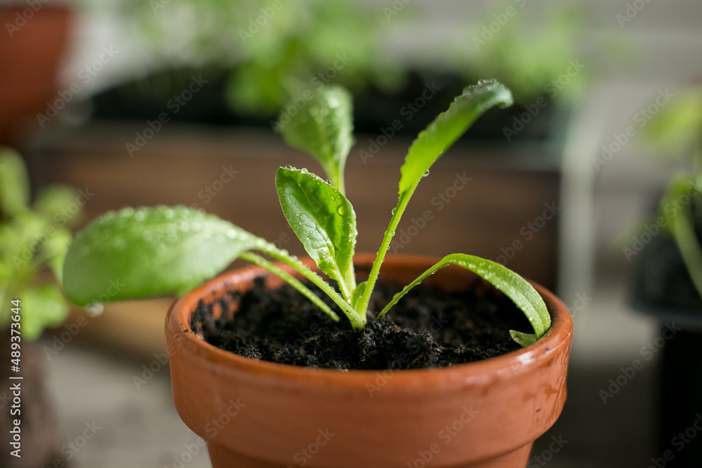 Young green seedlings of spinach in a clay pot with water drops on the leaves close up. Growing seedlings at home, organic farming, healthy food. Young green seedlings of spinach in a clay pot with water drops on the leaves close up. Growing seedlings at home, organic farming, healthy food.