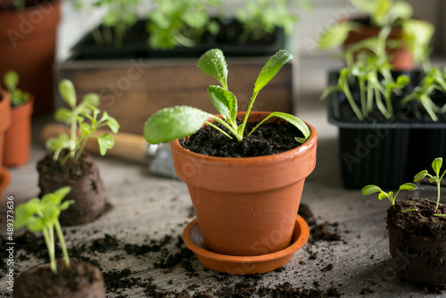 Spinach seedlings in a terracotta pot. Young organic spinach. Growing food, planting seedlings of vegetables and herbs.