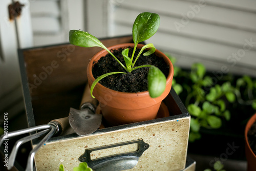 Spinach seedlings in a ceramic pot waiting to be transfered into a larger pot with fresh dirt photo