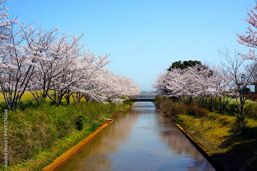 桜の木と川
