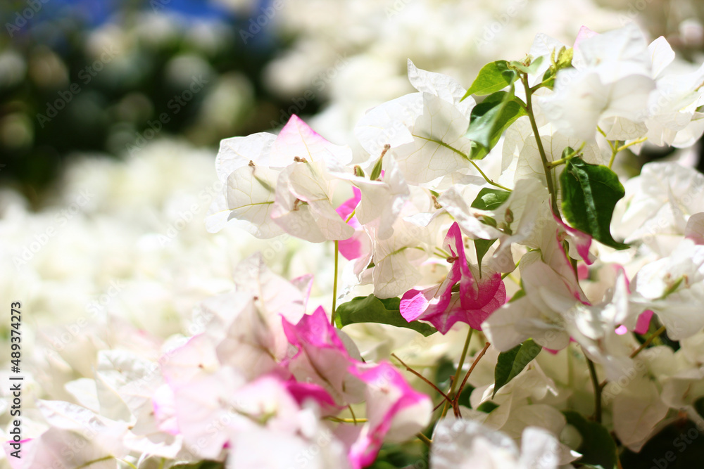 Obraz premium bougainvillea flowers